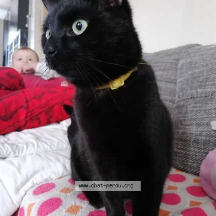 Foto van vermiste kat in Mouscron