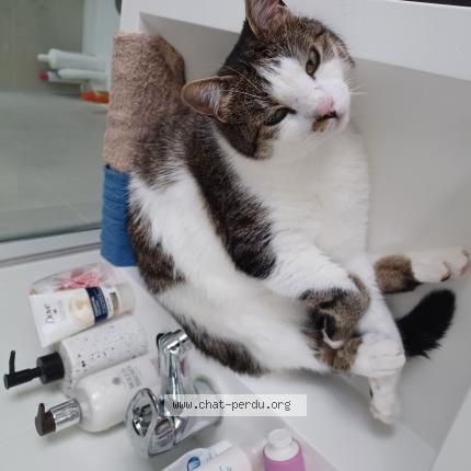 Foto 1/1 Kat teruggevonden Vermist in Lier