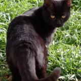 Picture of cat lost at Montauban