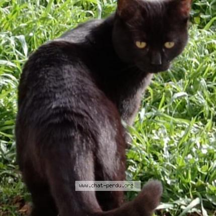 Photo 1/2 Samba Chat lost in Montauban