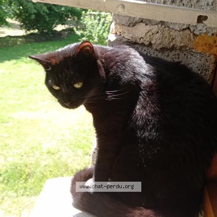 Photo 2/2 Samba Chat lost in Montauban