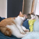 Picture of cat lost at Montauban