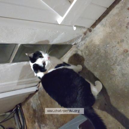 Photo 1/1 Prudence Chat lost in Montaux les creneaux