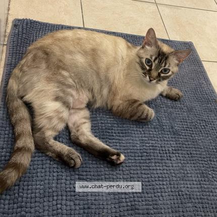 Photo 1/1 Cat reunited Lost in Vaujours