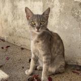 Picture of cat lost at Vals Pres Le Puy