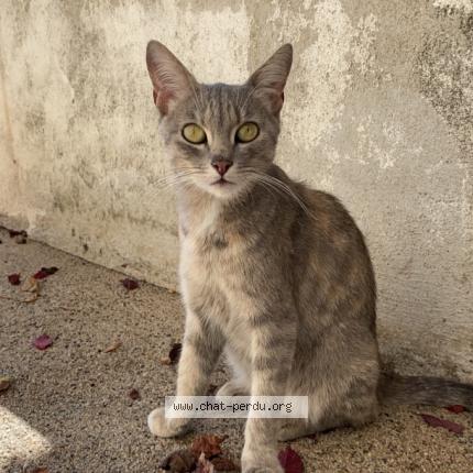 Photo 1/1 Pipoune Chat lost in Vals pres le puy