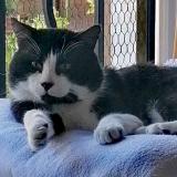 Picture of cat found at Merignac