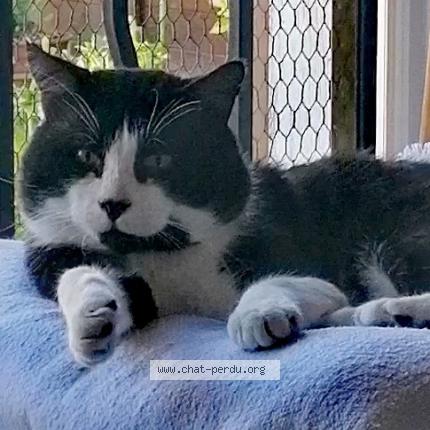 Photo 1/1 Cat reunited Found in Merignac