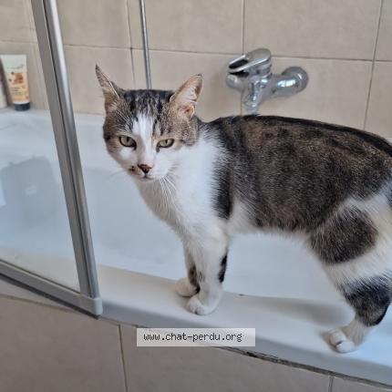 Foto 1/1 Kat teruggevonden Vermist in Bruxelles