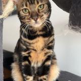 Picture of cat lost at Laval