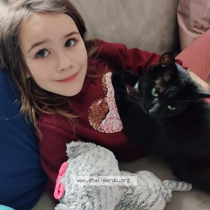 Foto van vermiste kat in Biesmeree