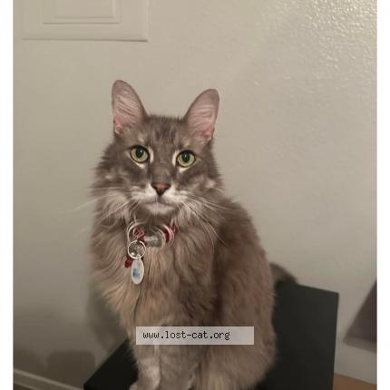 Photo 1/1 Reunited cat Lost in Las Vegas