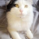 Picture of cat lost at Eysines