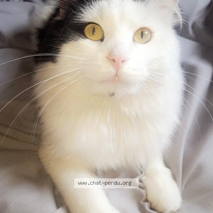 Photo 1/1 Marley Chat lost in Eysines