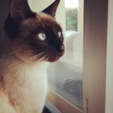 Picture of cat lost at Eysines