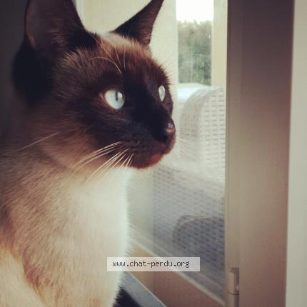 Photo 1/1 Oslo Chat lost in Eysines