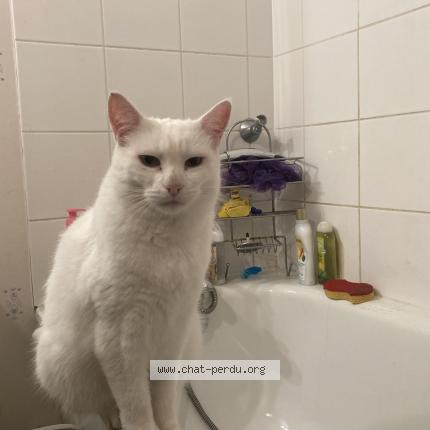 Photo 1/1 Cat reunited Lost in Joue les tours