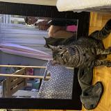 Picture of cat lost at Montreal