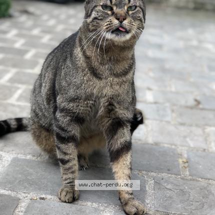 Photo 1/1 Guizmo Chat lost in Mantes la ville