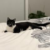 Picture of cat lost at Gagny