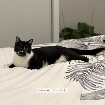 Photo 1/1 Sissy Chat lost in Gagny