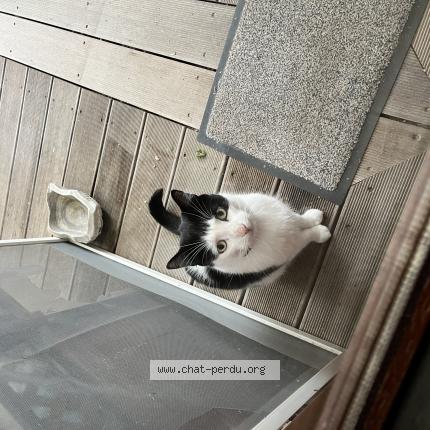 Foto 1/1 Kat teruggevonden Gevonden in Ligny