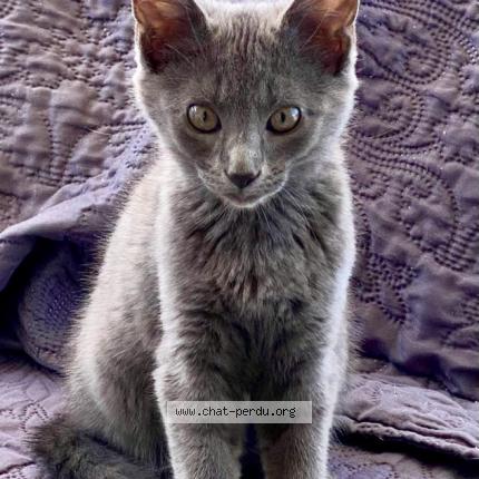 Foto 1/1 Wiedergefundene Katze Verloren in Sierre