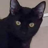 Picture of cat lost at Sauzet