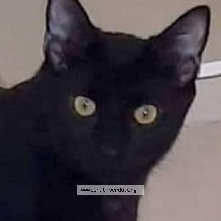 Photo 1/1 Thaï Chat lost in Sauzet