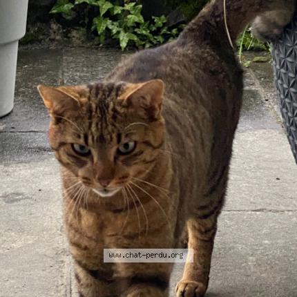 Foto 1/1 Wiedergefundene Katze Verloren in Glion