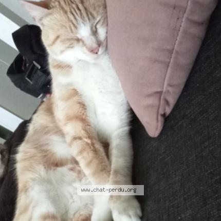 Photo 2/2 Dudu Chat lost in Pont de buis les quimerch