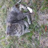Picture of cat lost at Saint Georges De Montcla