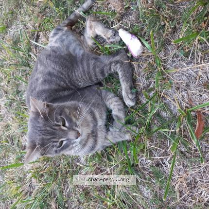 Photo 1/1 Titus Chat lost in Saint georges de montcla