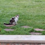 Picture of cat lost at Hornaing