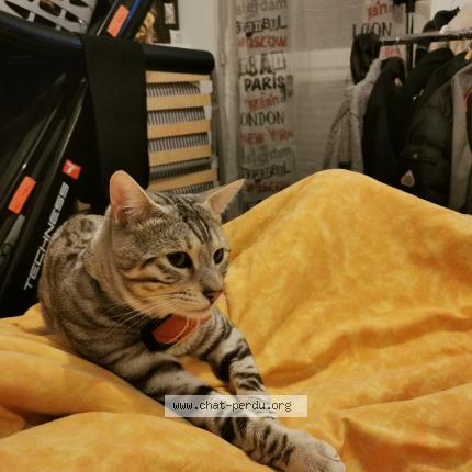 Photo 1/1 Cat reunited Lost in Louvres