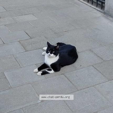 Foto van vermiste kat in Schaerbeek