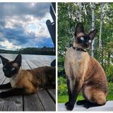 Picture of cat lost at Montreal