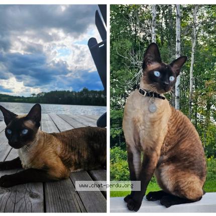 Photo 1/1 Cat reunited Lost in Montreal