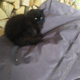 Picture of cat lost at Crolles