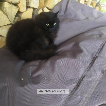 Photo 1/1 Pisco Chat lost in Crolles