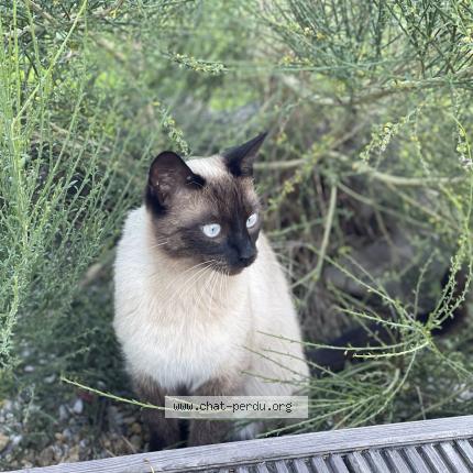 Foto 1/1 Kat teruggevonden Vermist in Ellemelle