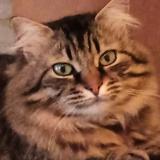 Picture of cat lost at Montaigu De Quercy