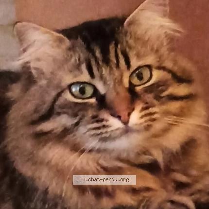 Photo 1/1 Moon Chat lost in Montaigu de quercy