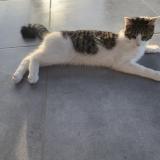 Picture of cat lost at Uxegney