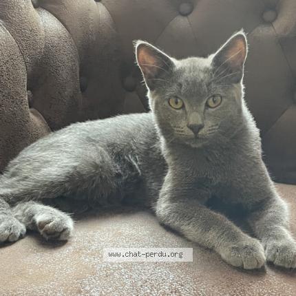 Foto van vermiste kat in Ixelles
