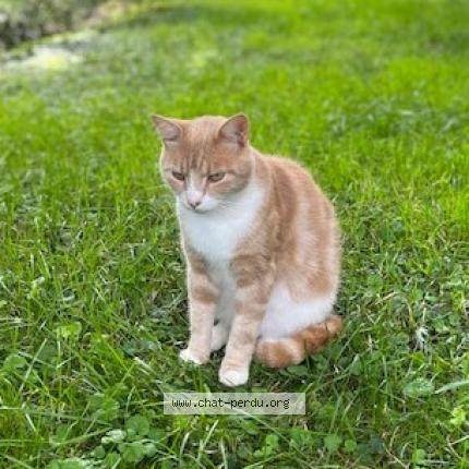 Photo 1/1 Cat reunited Lost in Rioz