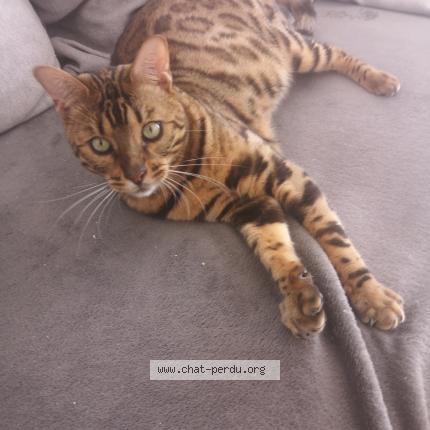 Photo 1/1 Sèdre Chat lost in La londe les maures