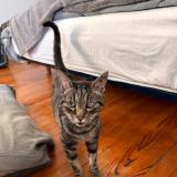 Picture of cat found at Colomiers