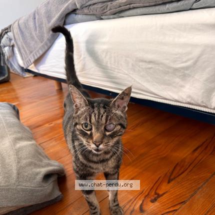 Photo 1/1 Cat reunited Found in Colomiers