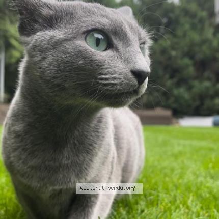 Foto einer verlorenen Katze in Uebersyren